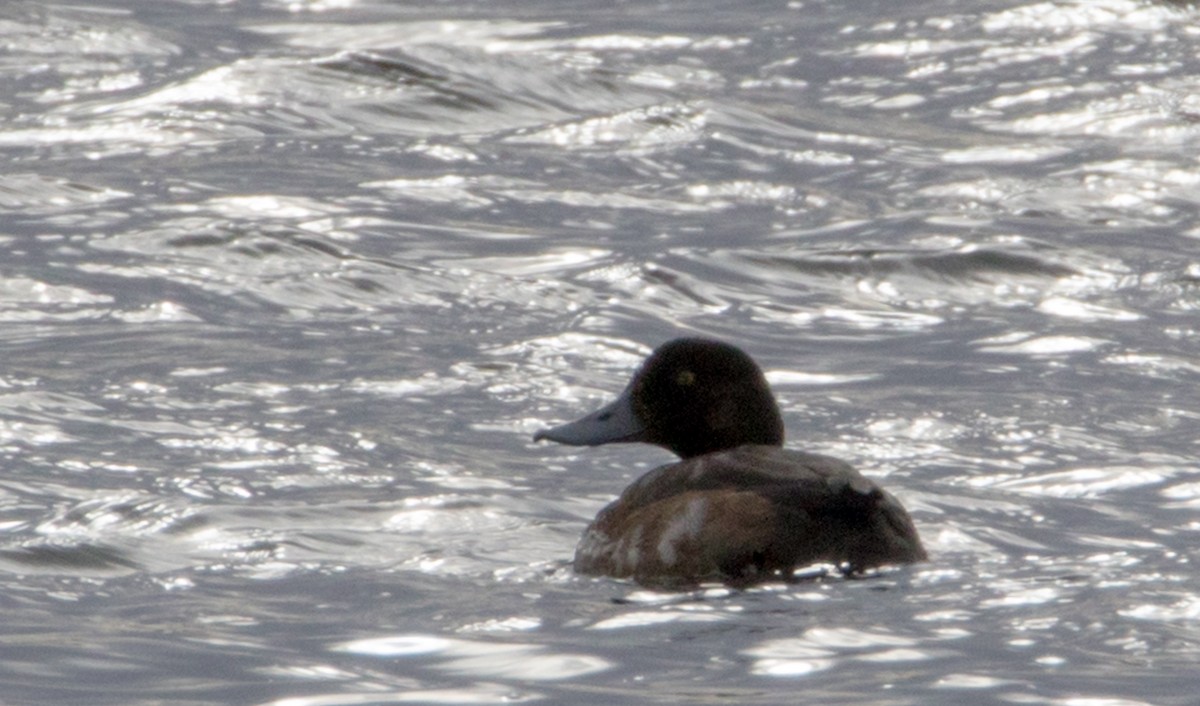 Greater Scaup - ML284386161