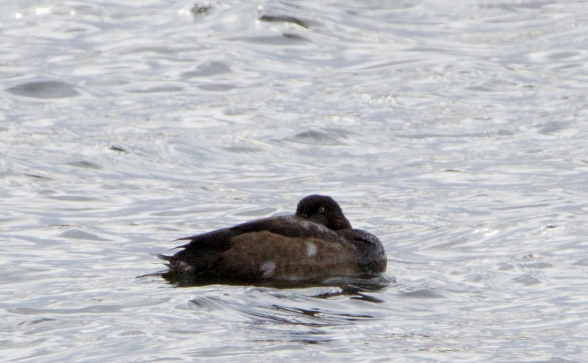 Greater Scaup - ML284386181