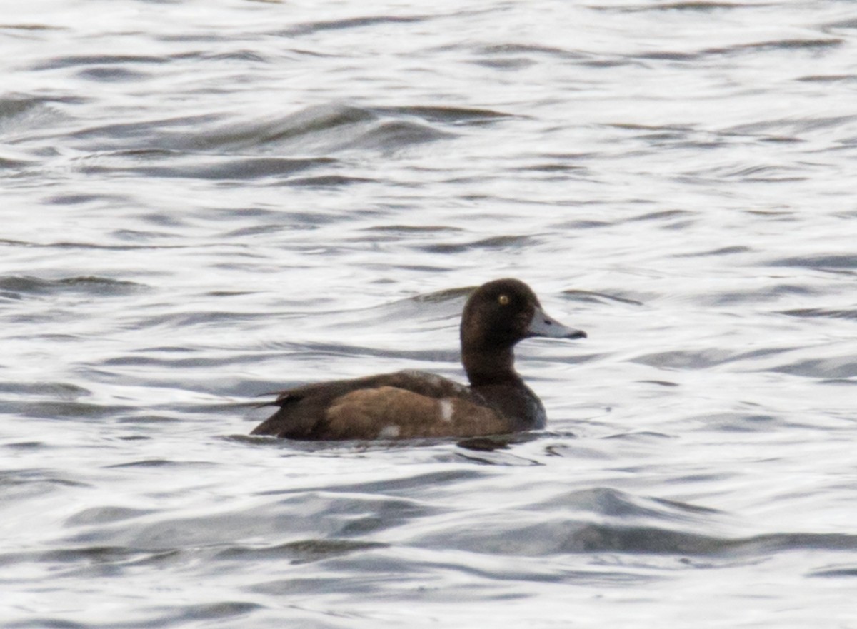 Greater Scaup - ML284386191