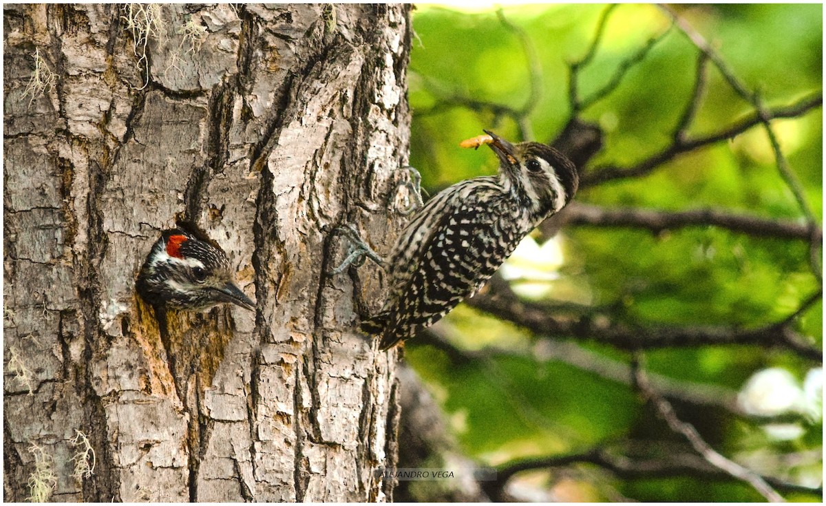 Striped Woodpecker - alejandro vega
