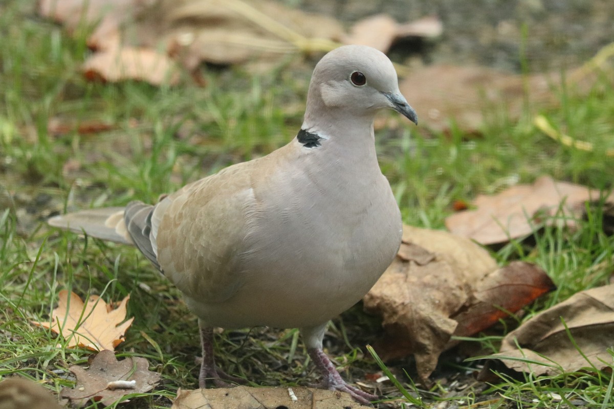 Eurasian Collared-Dove - Letty Roedolf Groenenboom