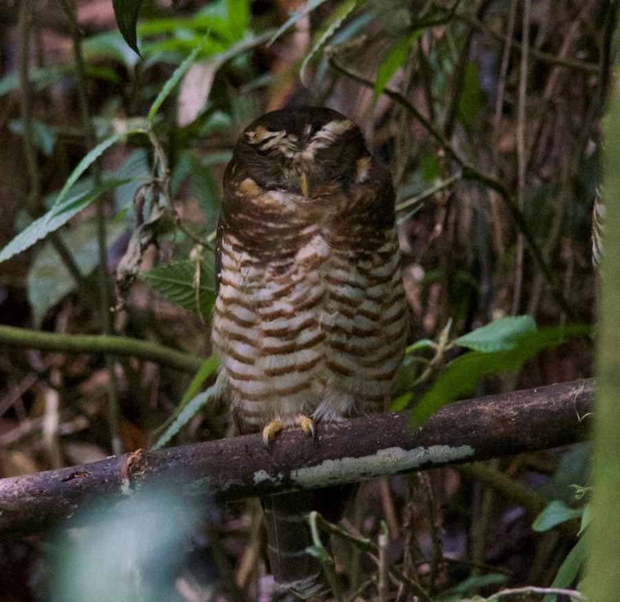 Band-bellied Owl - ML284396741
