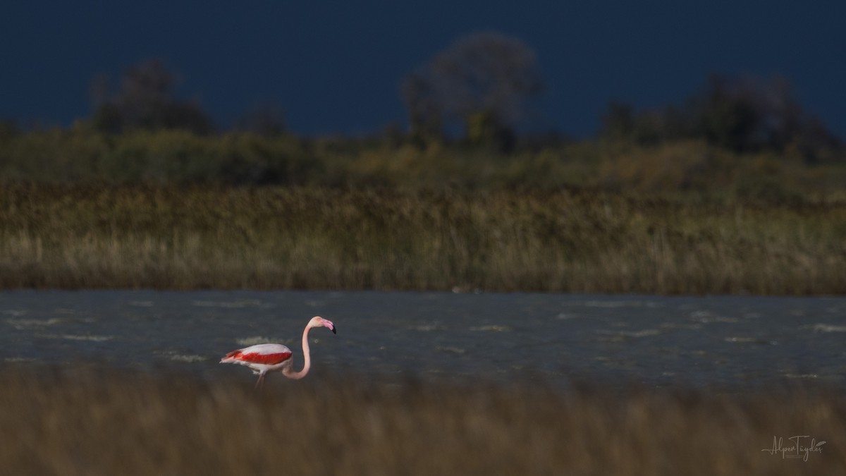 Greater Flamingo - ML284403651