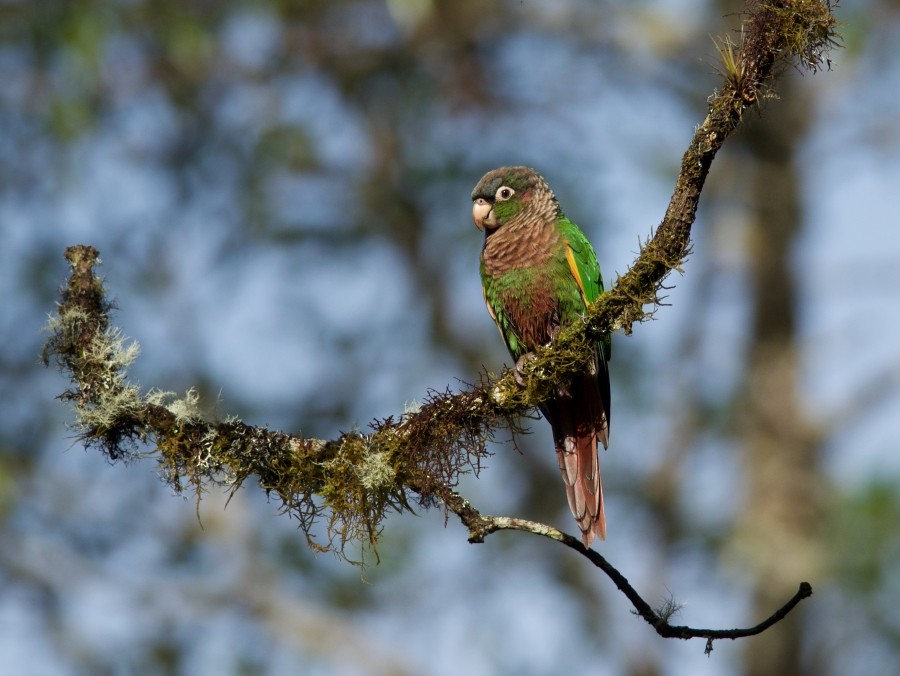 Brown-breasted Parakeet - Clayton Burne