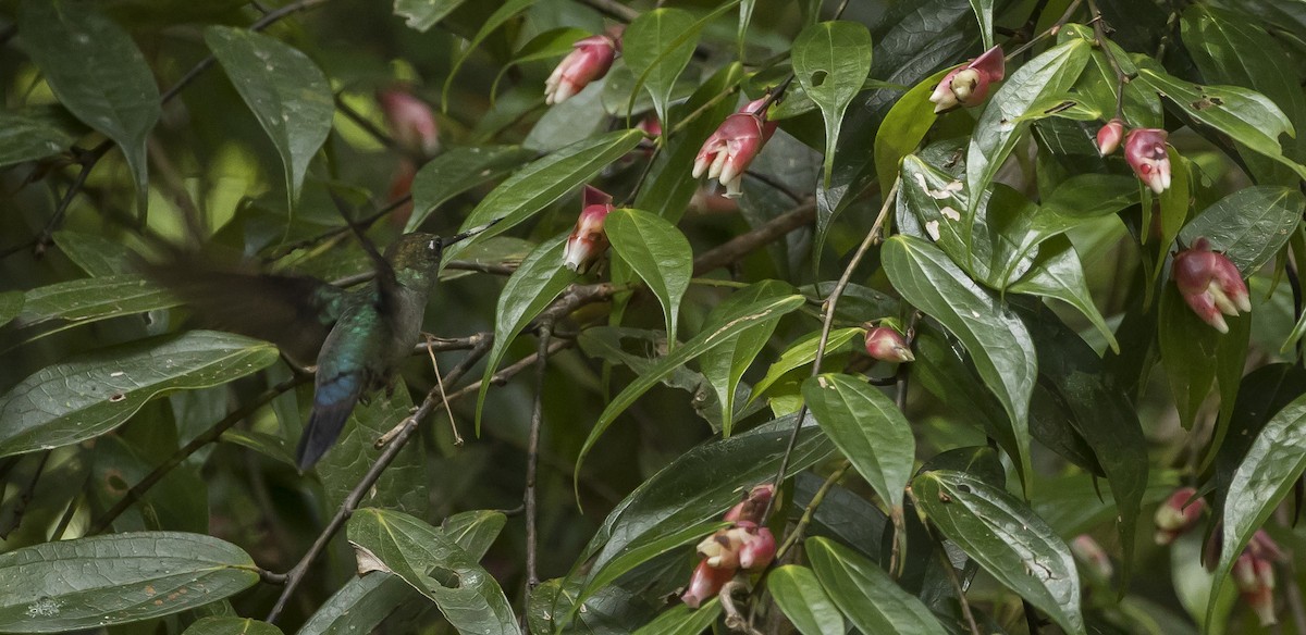 kolibřík zelenočelý - ML284405931