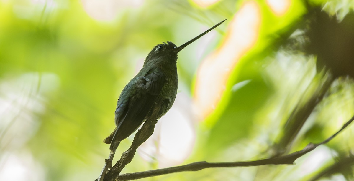 kolibřík zelenočelý - ML284406451