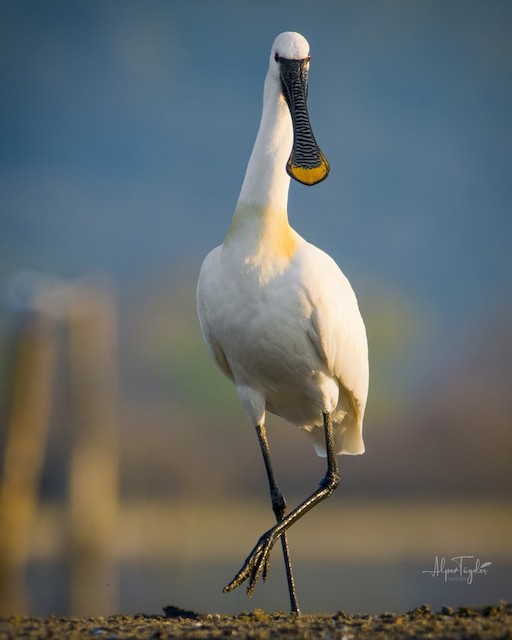 Eurasian Spoonbill - eBird