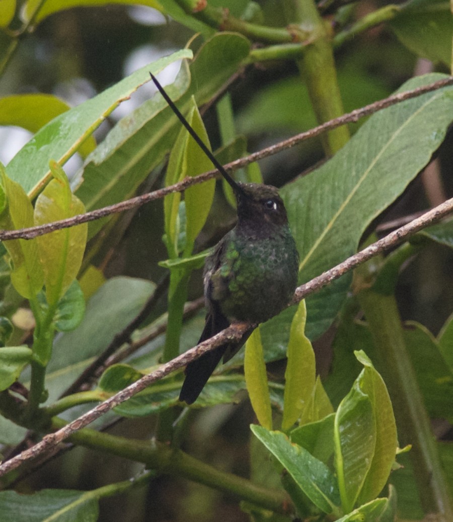 Sword-billed Hummingbird - Clayton Burne