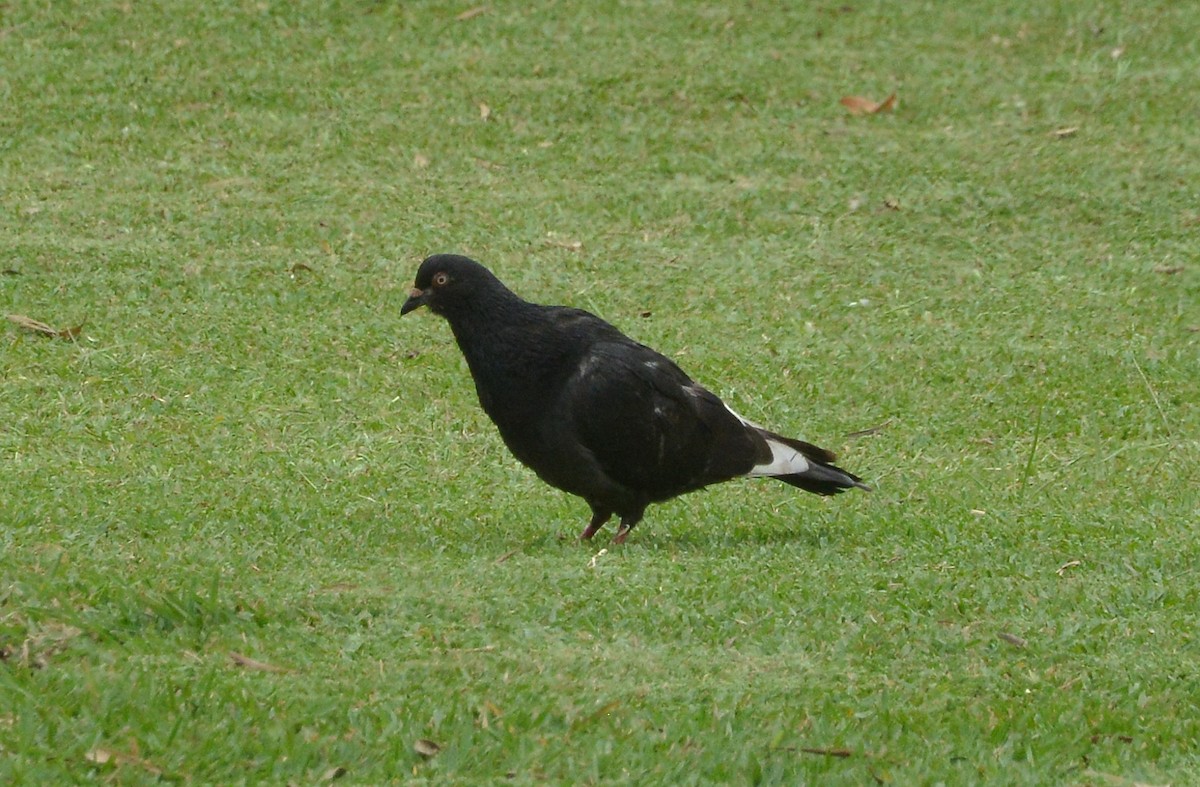 Rock Pigeon (Feral Pigeon) - ML284413301