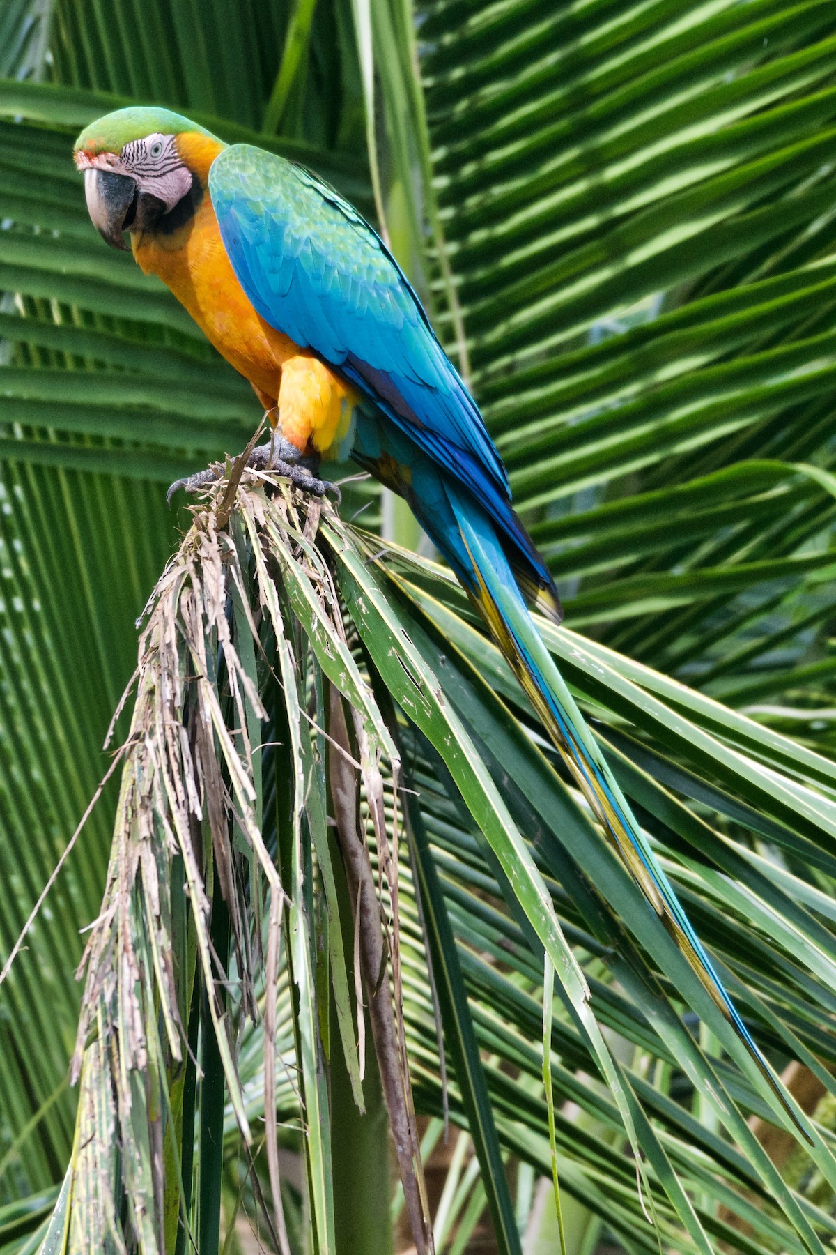 blue-and-yellow-x-red-and-green-macaw-hybrid-ebird