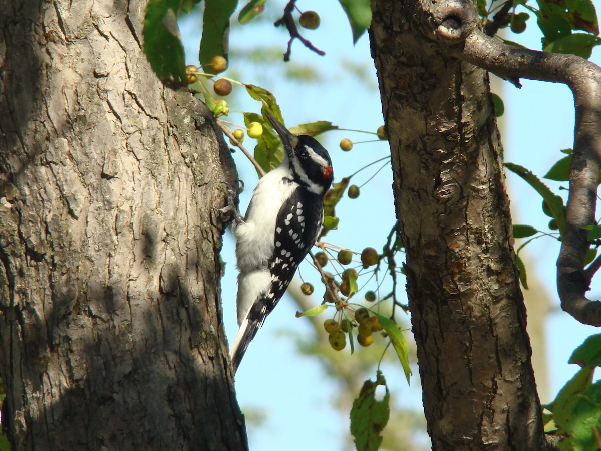 Hairy Woodpecker - ML284416051