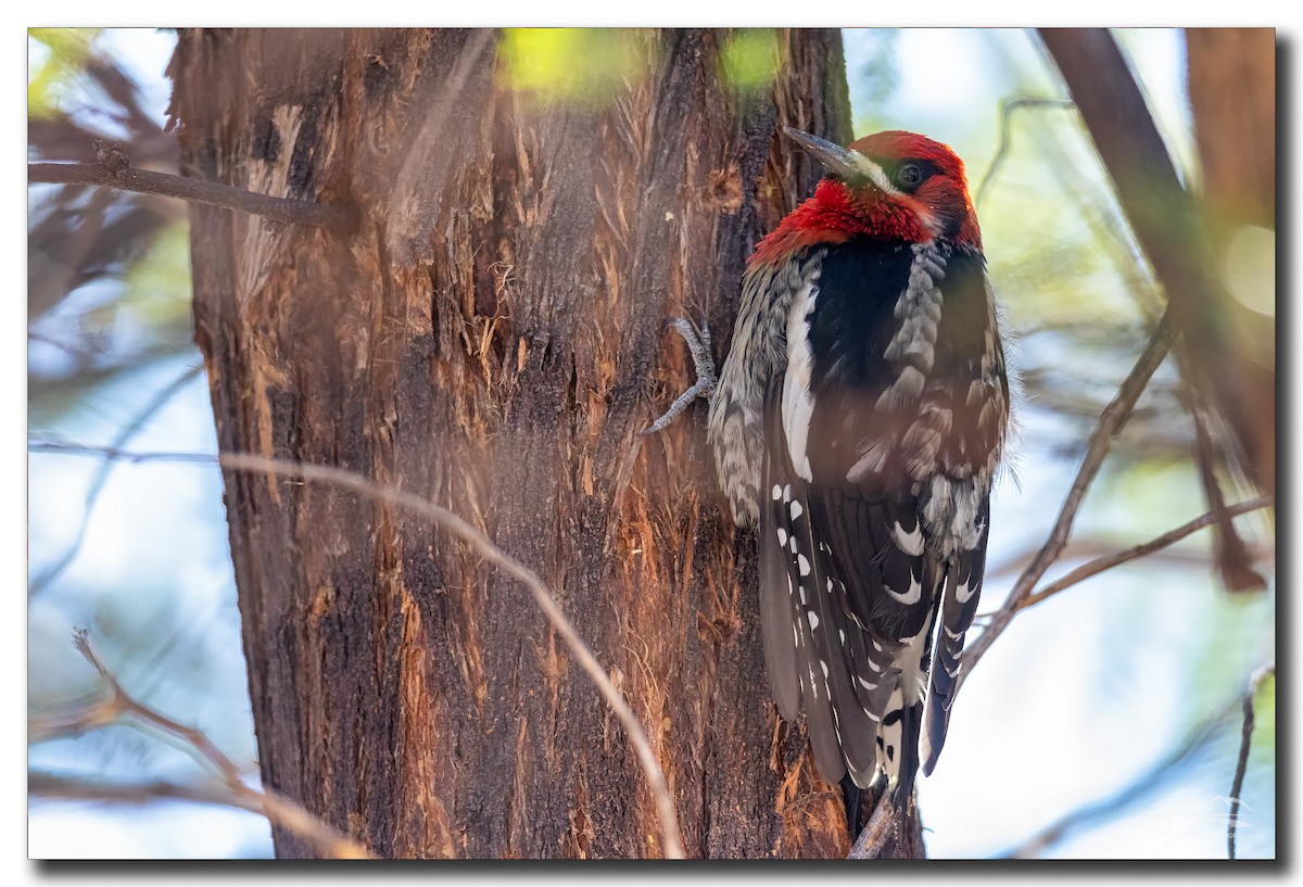 Red-breasted Sapsucker - ML284417781