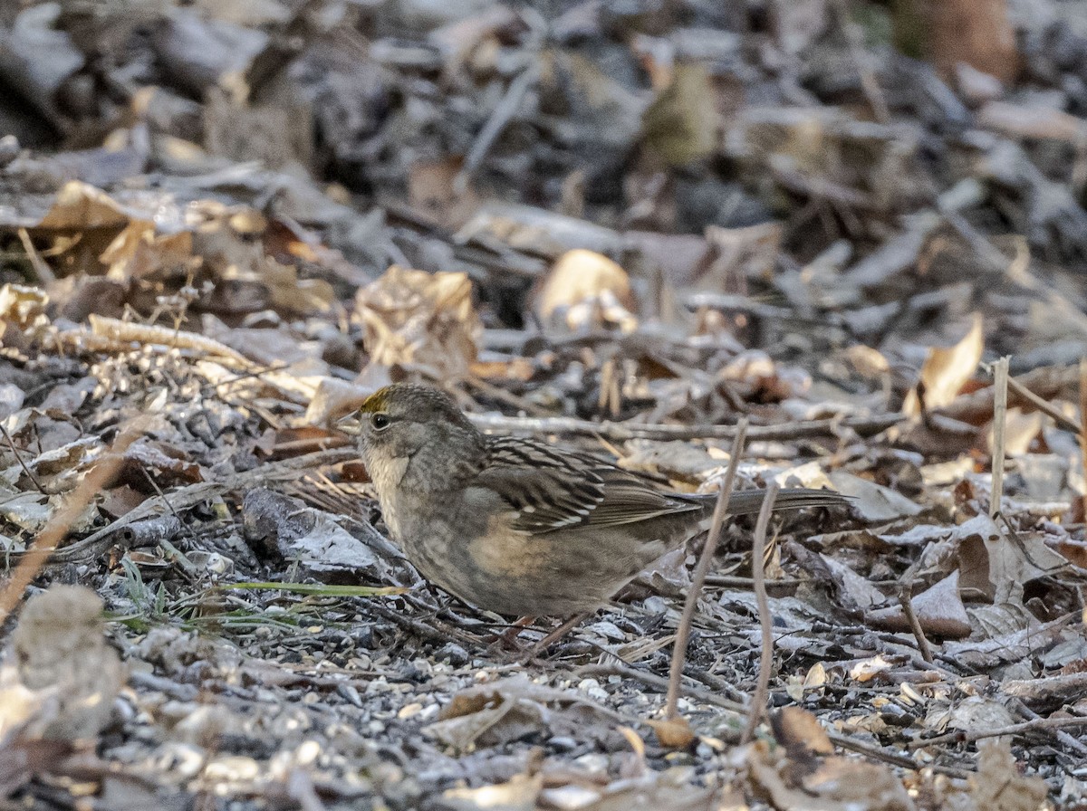 Golden-crowned Sparrow - John Longhenry