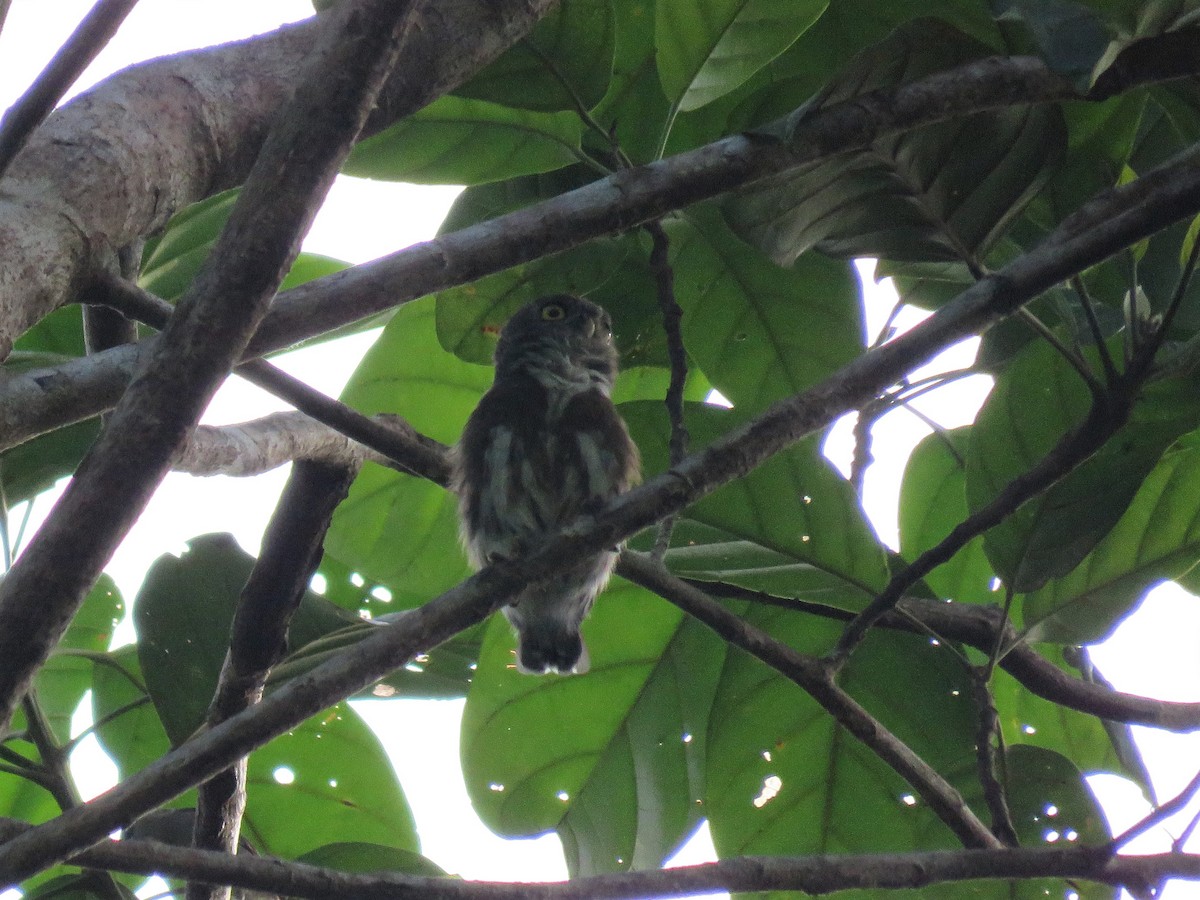 Amazonian Pygmy-Owl - Hugo Foxonet