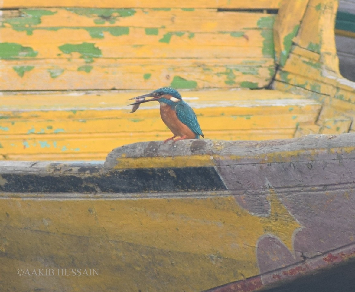 Common Kingfisher - AAKIB HUSSAIN