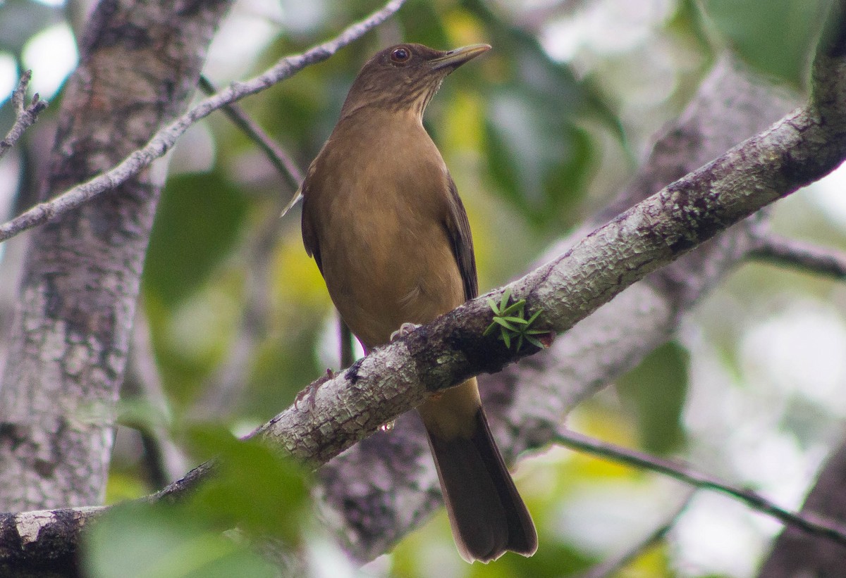 Clay-colored Thrush - Zhawn Poot