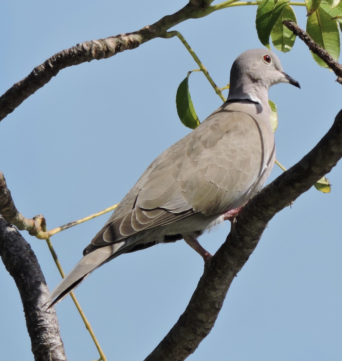 Eurasian/African Collared-Dove - John Boback