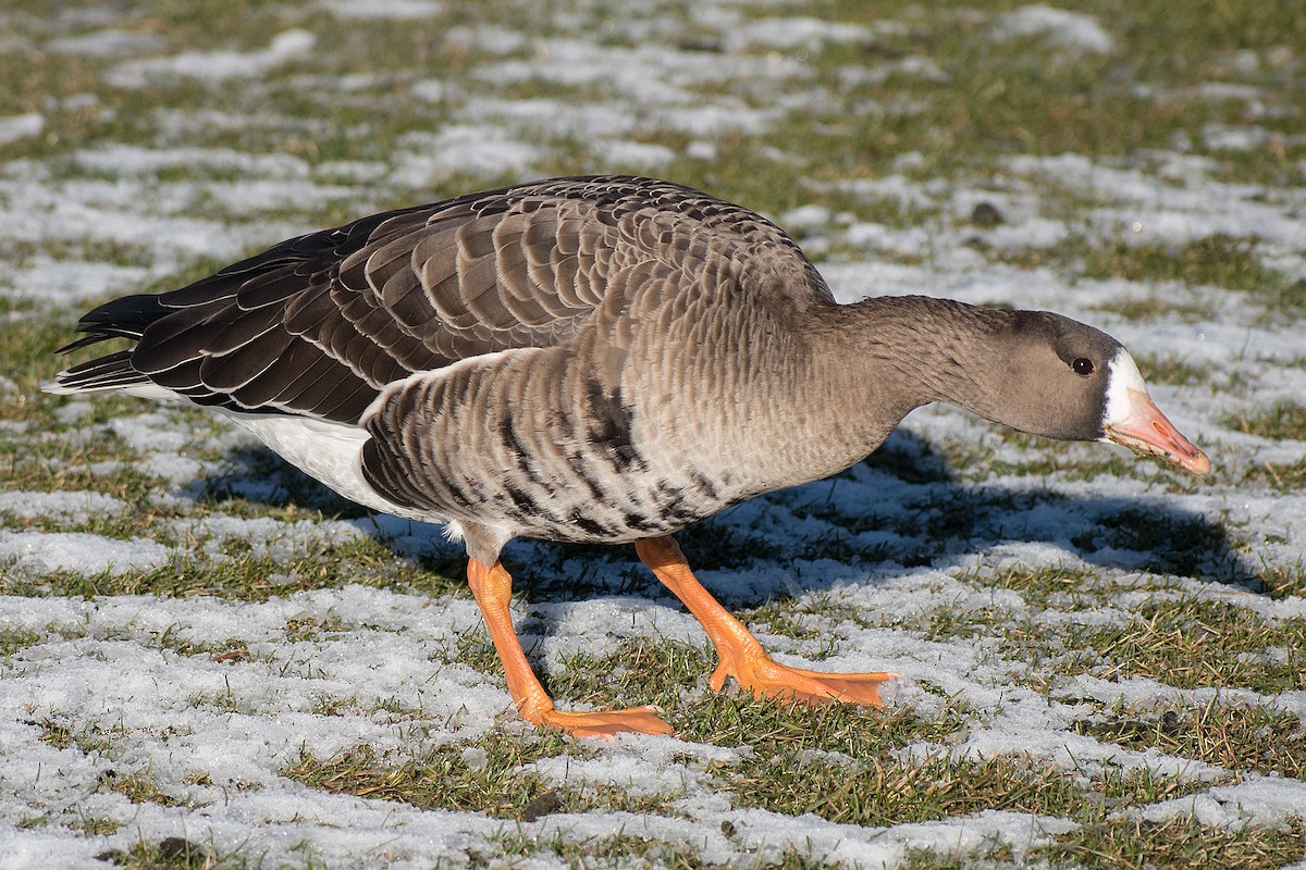 Greater White-fronted Goose - ML284434101