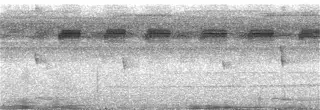 Прямоклювый колибри-отшельник (bourcieri) - ML284436211