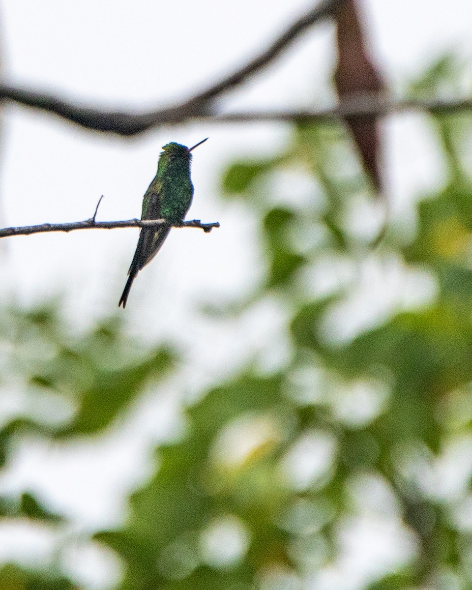 Golden-crowned Emerald - Tim Ludwick