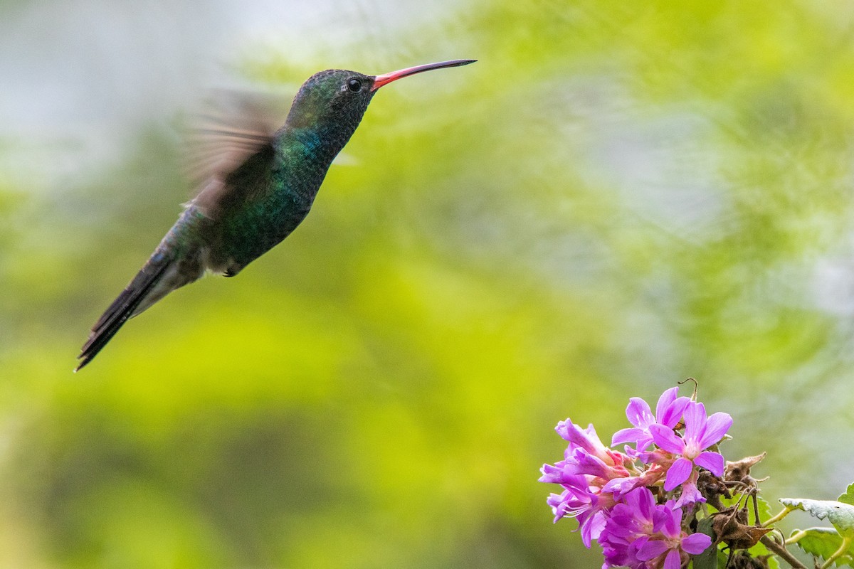 Broad-billed Hummingbird - Tim Ludwick