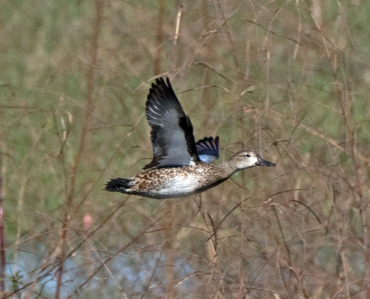 Blue-winged Teal - ML284440821