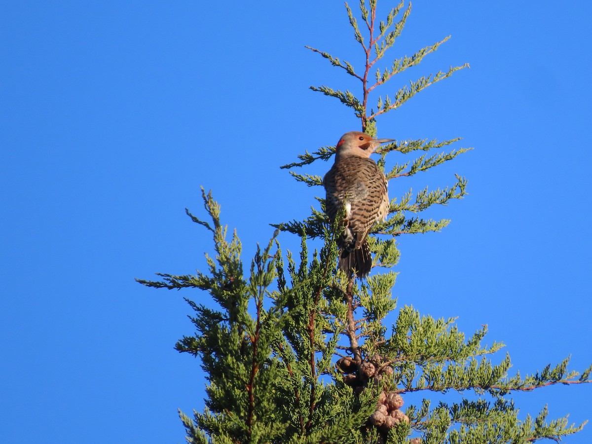 Northern Flicker (Yellow-shafted x Red-shafted) - ML284446421