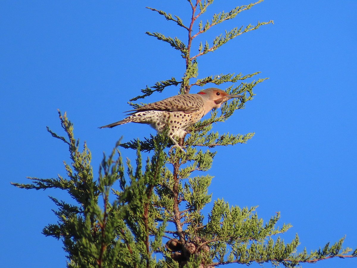 Northern Flicker (Yellow-shafted x Red-shafted) - ML284446651