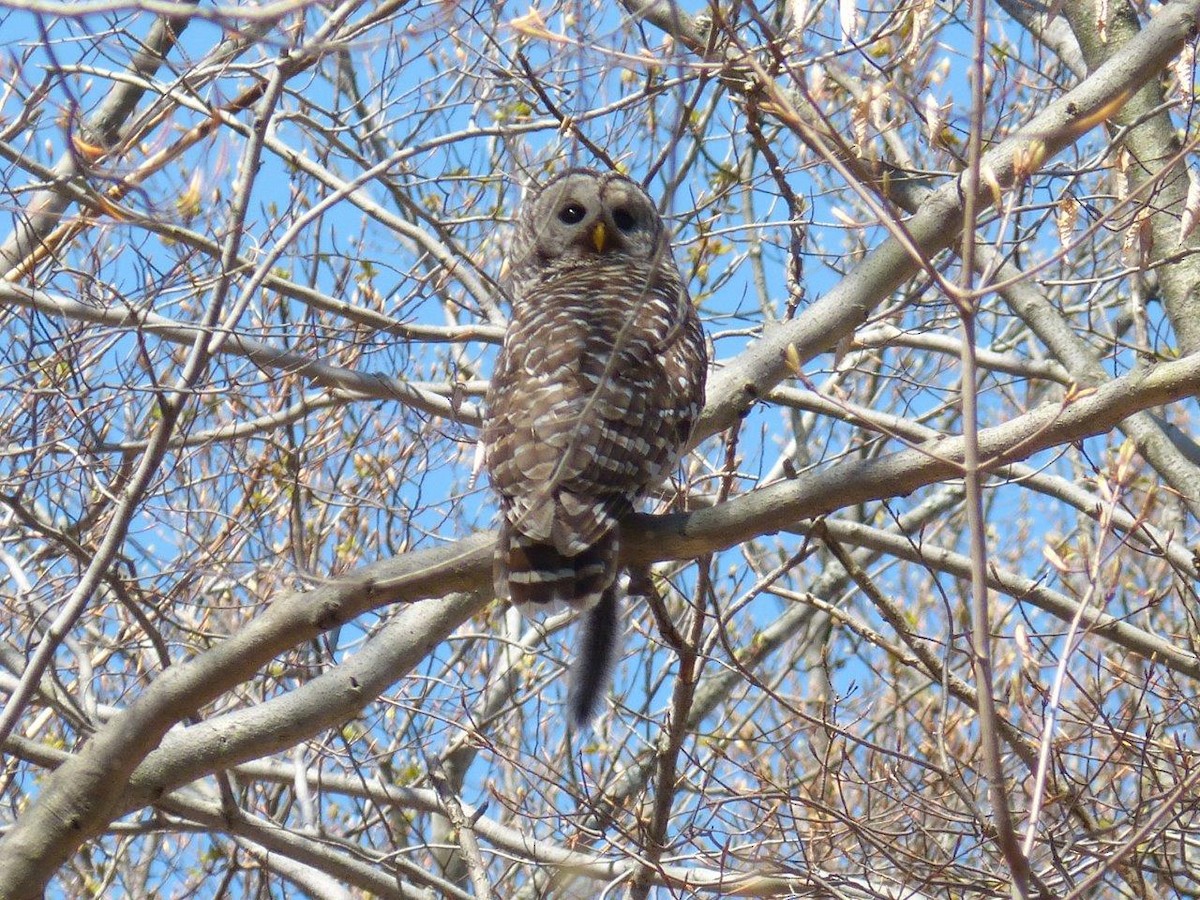 Barred Owl - ML28444961