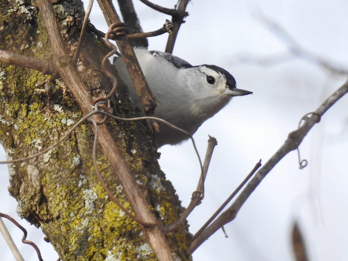 White-breasted Nuthatch - ML284449791