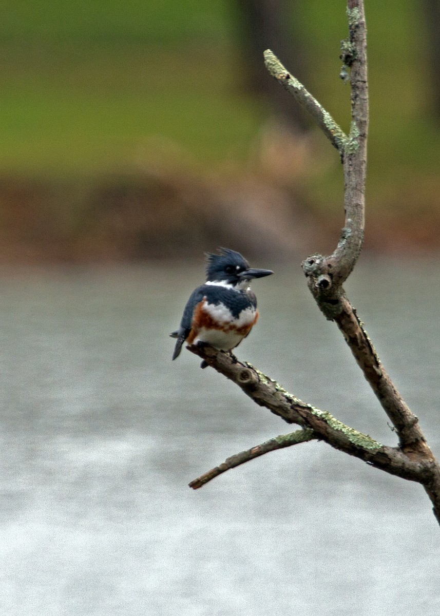 Belted Kingfisher - ML284451231