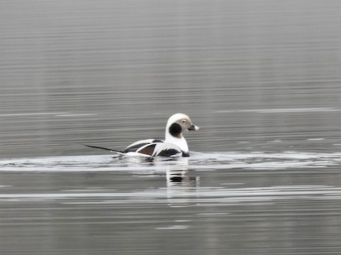 Long-tailed Duck - eBird