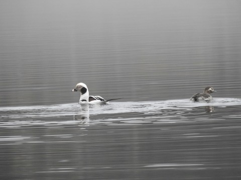 Long-tailed Duck - eBird