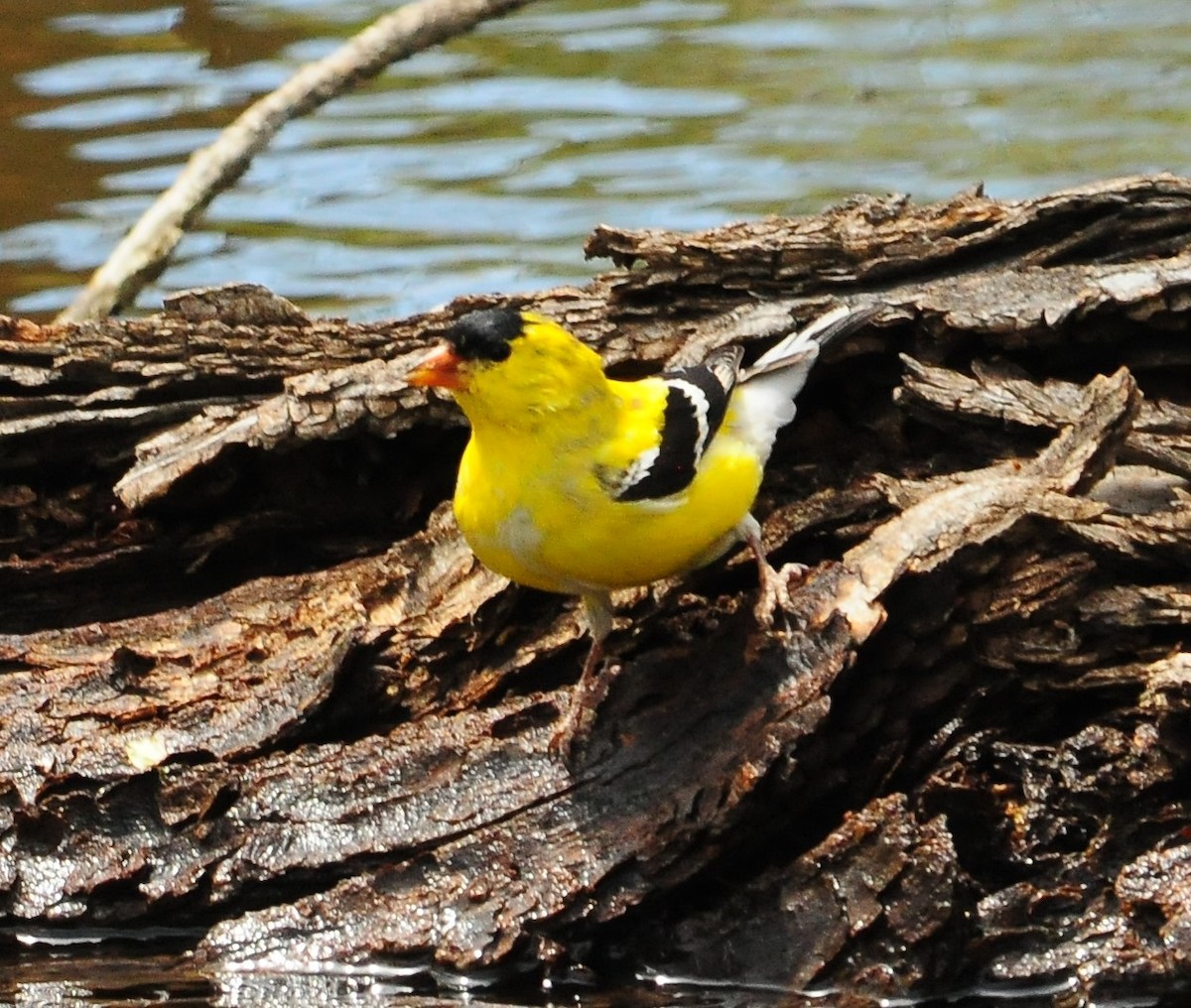 American Goldfinch - Sue Riffe