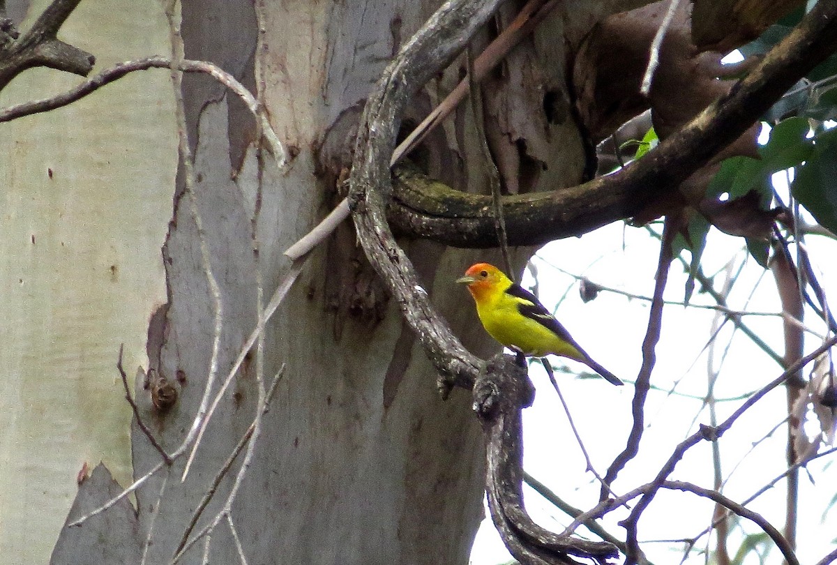 Western Tanager - ML28445391
