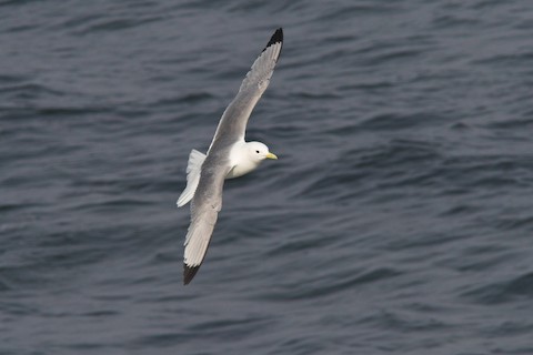 Mouette tridactyle - ML284456101