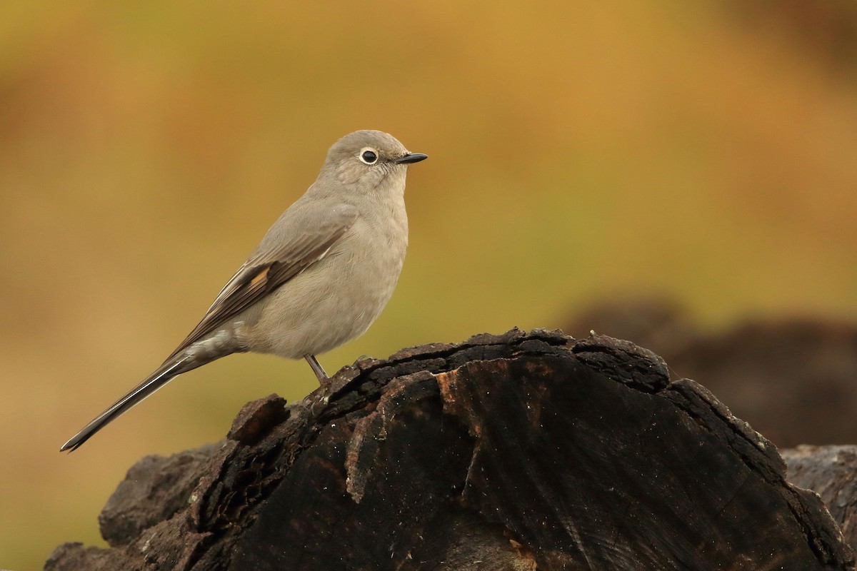 Townsend's Solitaire - ML284457001