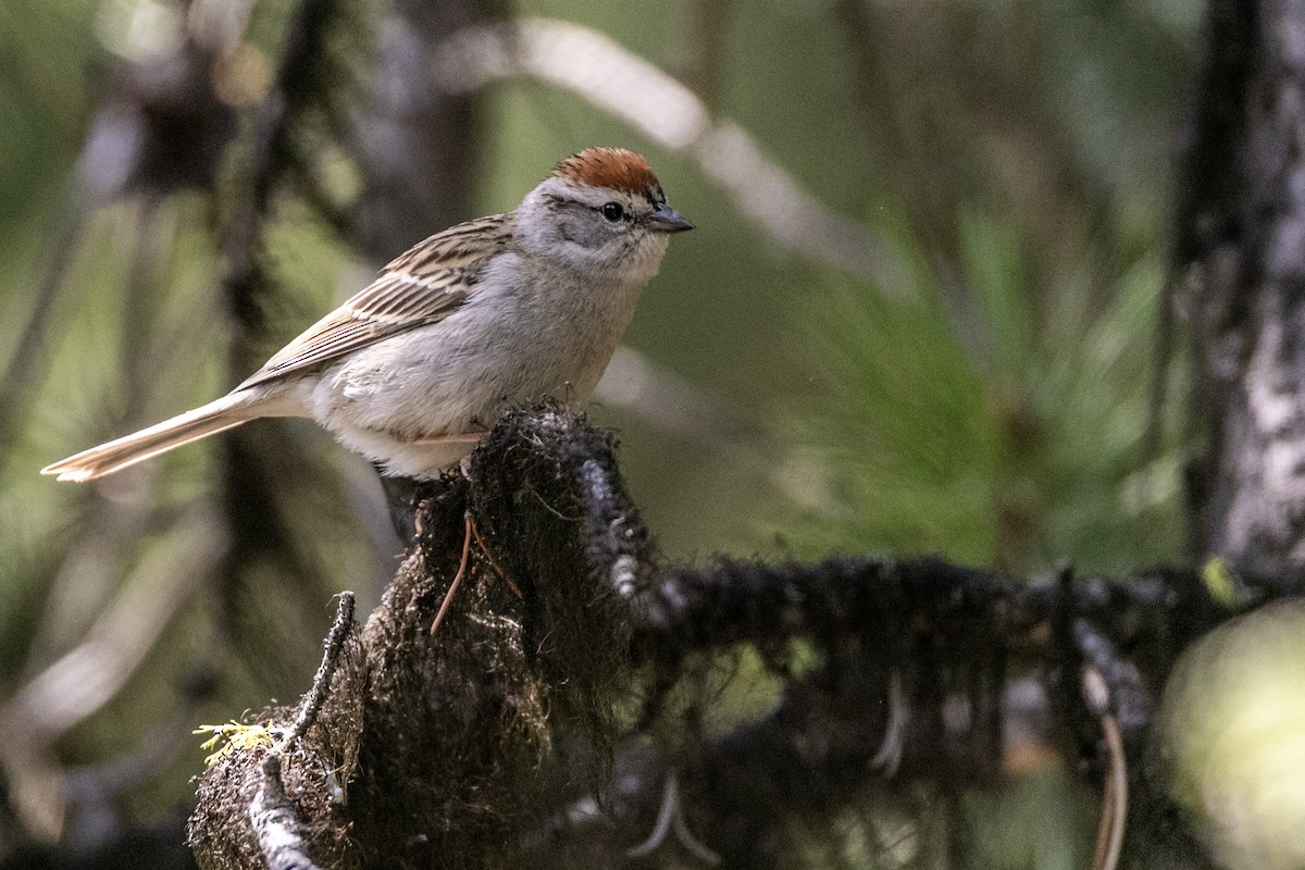 Chipping Sparrow - Tim Ludwick