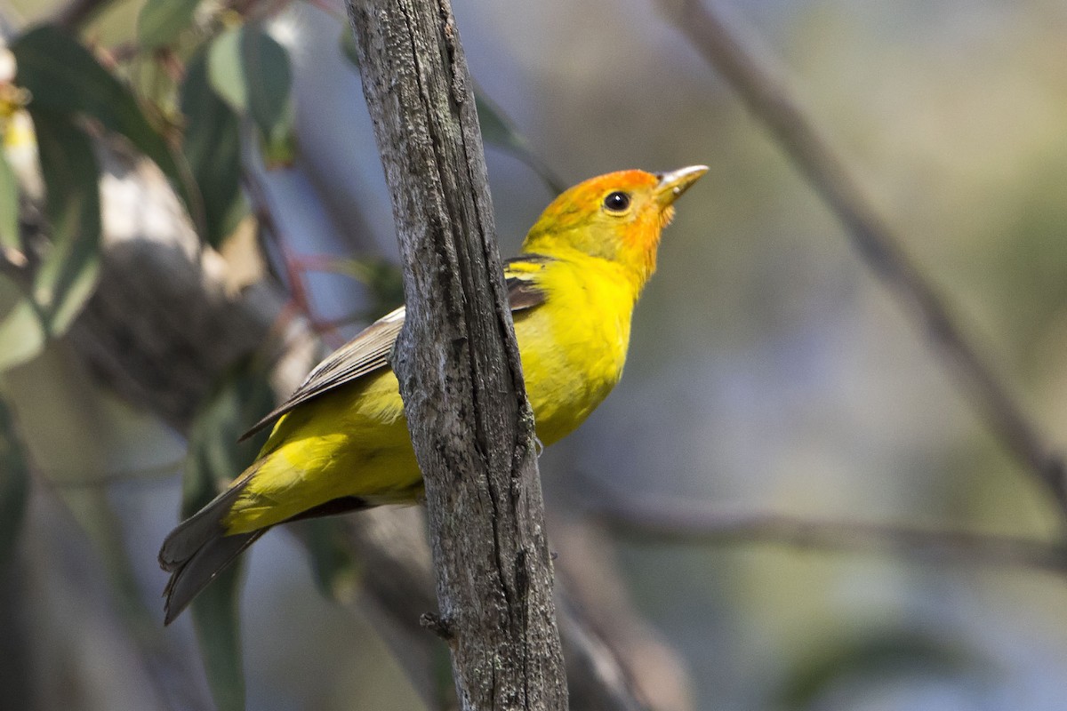 Western Tanager - ML28447631
