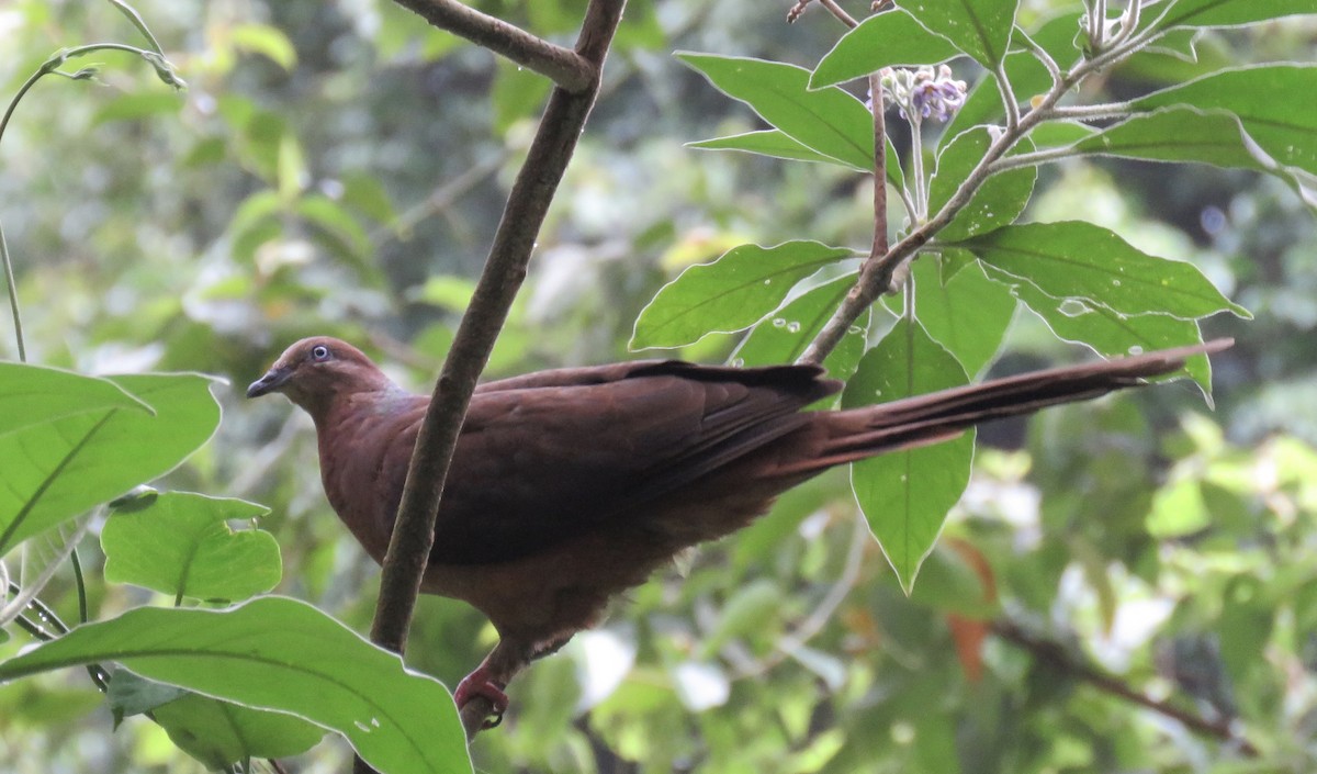 Brown Cuckoo-Dove - ML284486971