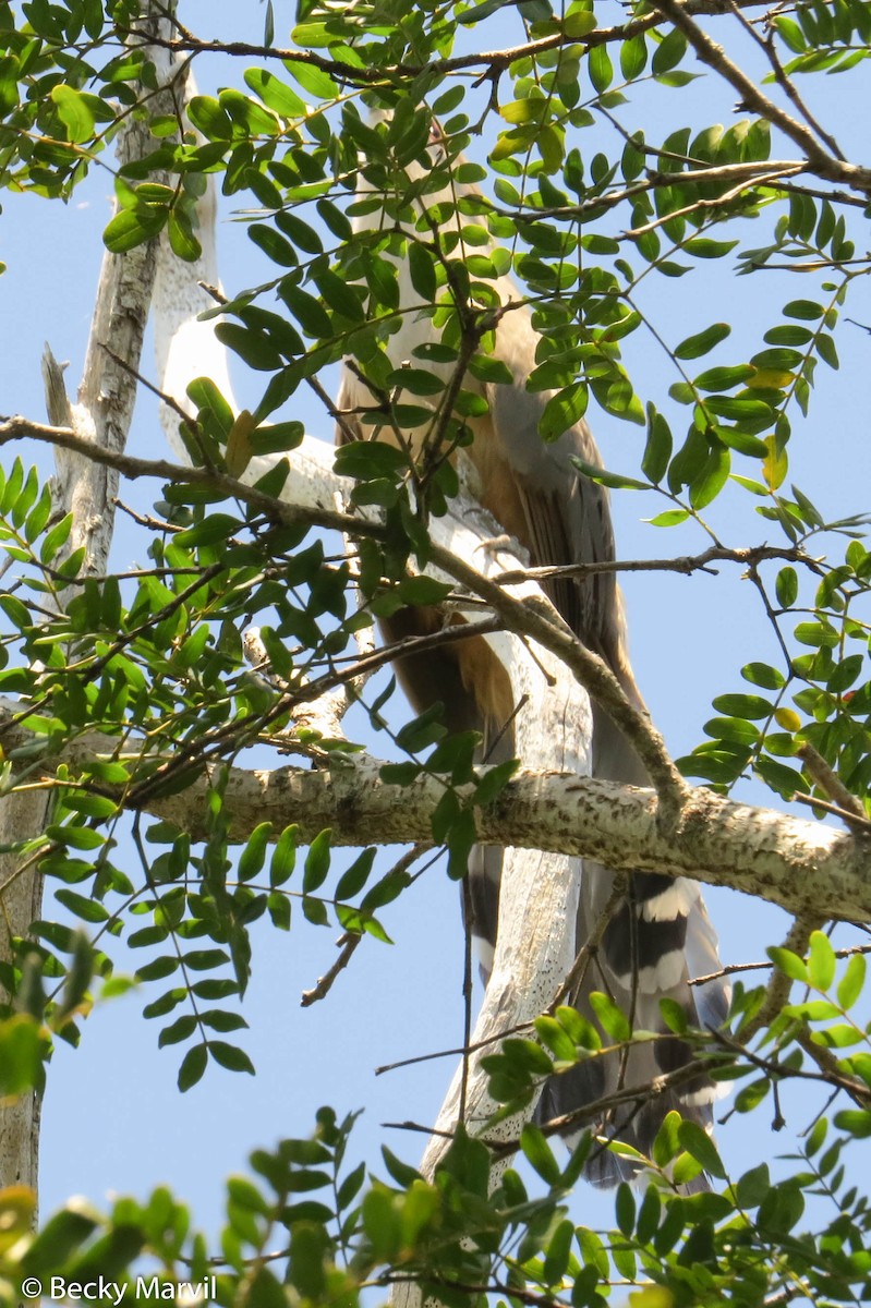 kukačka kubánská (ssp. bahamensis) - ML28449801