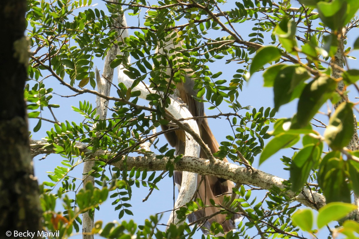 Great Lizard-Cuckoo (Bahamas) - ML28449831