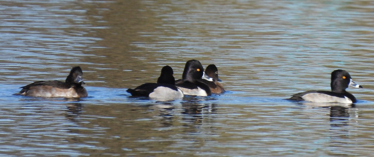 Ring-necked Duck - ML284505431