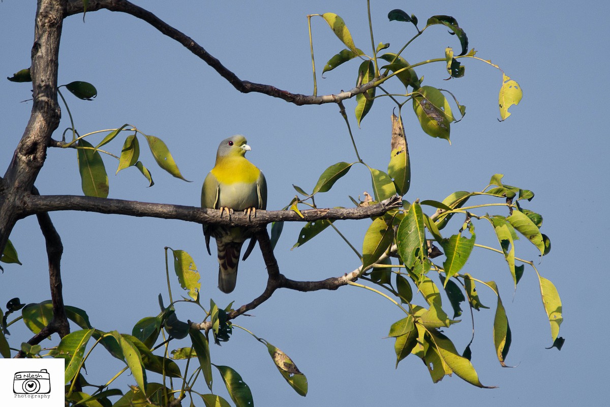 Yellow-footed Green-Pigeon - ML284532481