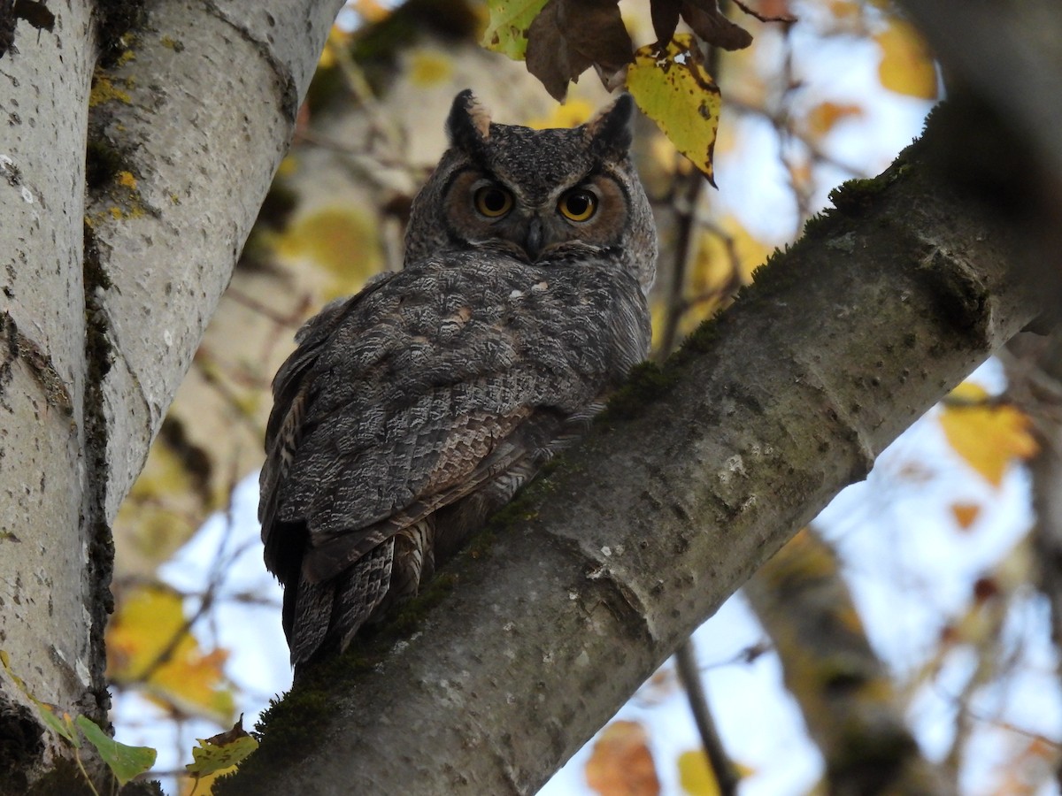 Great Horned Owl - Amit Gordon