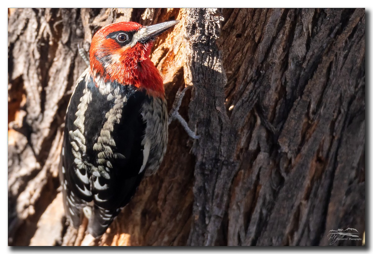 Red-breasted Sapsucker - ML284538351