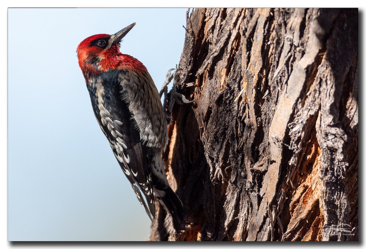 Red-breasted Sapsucker - ML284538371