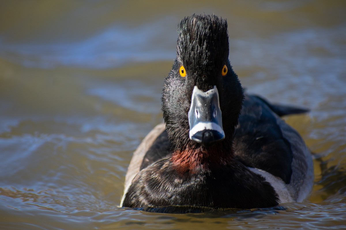 Ring-necked Duck - ML284542181