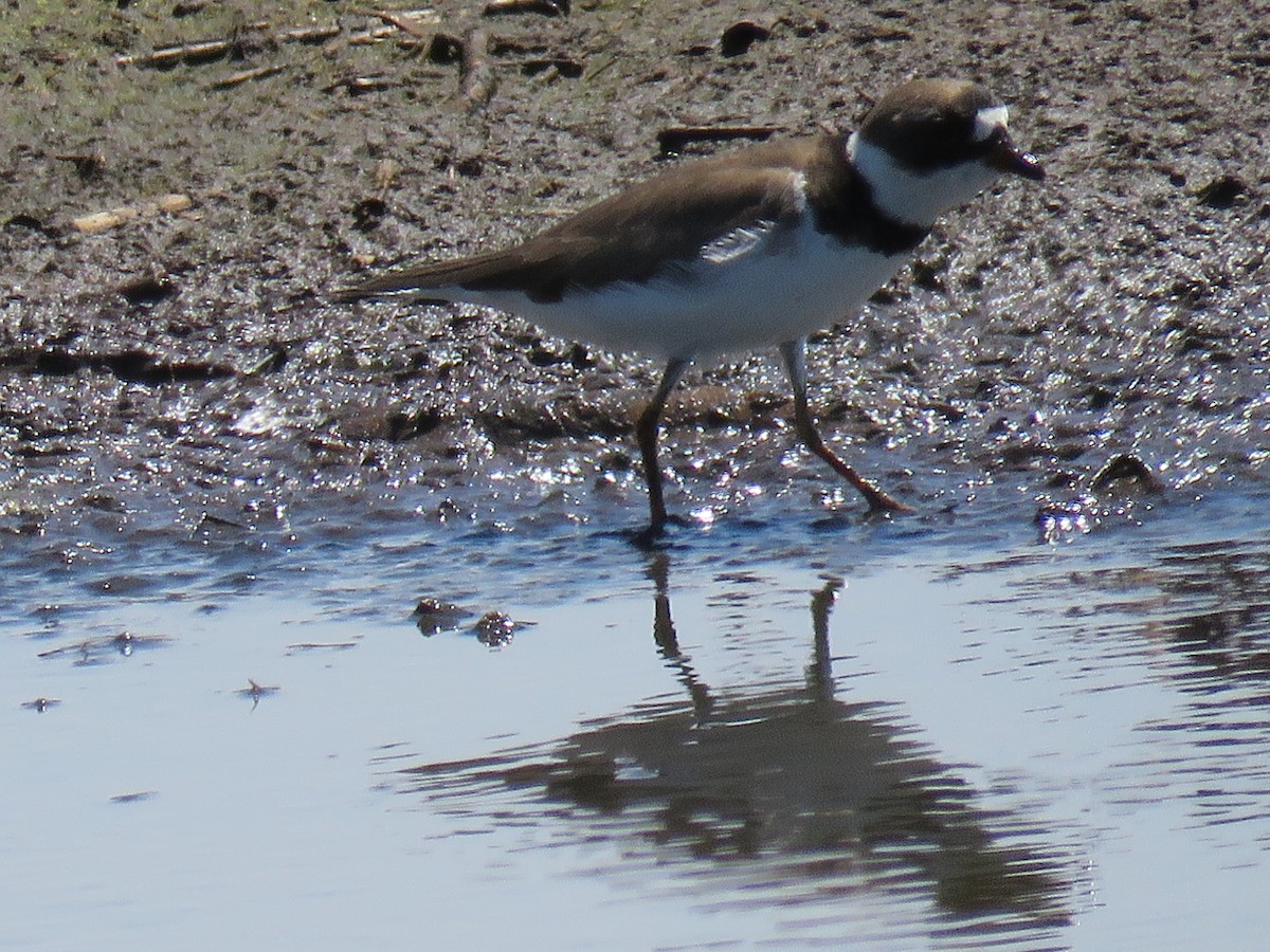 Semipalmated Plover - James Asmuth