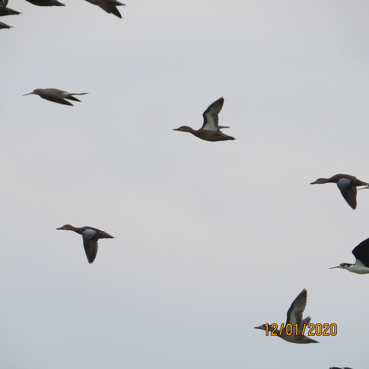 Blue-winged Teal - ML284543541